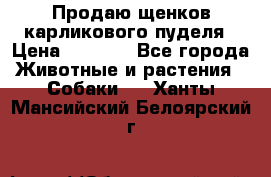 Продаю щенков карликового пуделя › Цена ­ 2 000 - Все города Животные и растения » Собаки   . Ханты-Мансийский,Белоярский г.